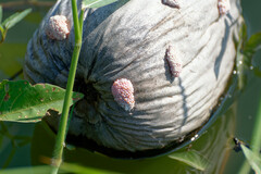 Pomacea canaliculata