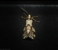 Philenora chionastis