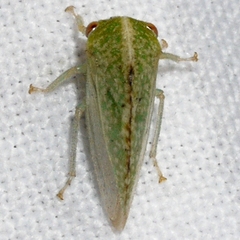 Atymna helena