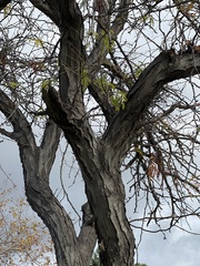 Phoradendron macrophyllum