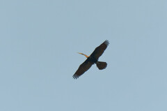 Anhinga melanogaster
