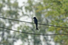 Dicrurus macrocercus