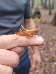 Schistocerca damnifica