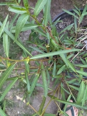 Angiospermae