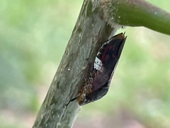 Homalodisca ichthyocephala