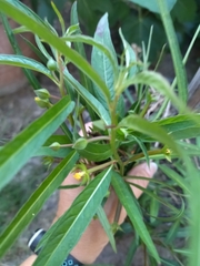 Angiospermae