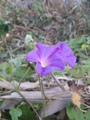 Ipomoea indica