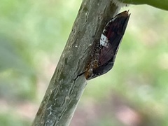 Homalodisca ichthyocephala