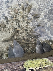 Gymnothorax pictus