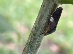 Homalodisca ichthyocephala