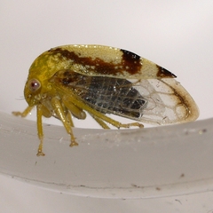 Atymna helena