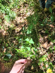 Echinostephia aculeata