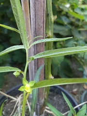 Angiospermae
