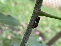 Homalodisca ichthyocephala