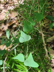 Echinostephia aculeata