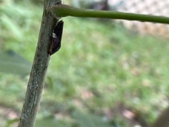 Homalodisca ichthyocephala