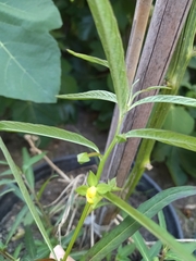 Angiospermae