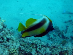 Heniochus intermedius