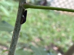 Homalodisca ichthyocephala