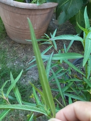 Angiospermae