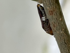 Homalodisca ichthyocephala