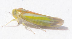 Alebra albostriella