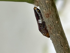 Homalodisca ichthyocephala