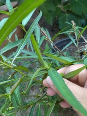 Angiospermae