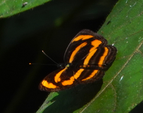 Pantoporia mysia