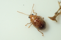 Eucolaspis