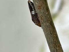 Homalodisca ichthyocephala