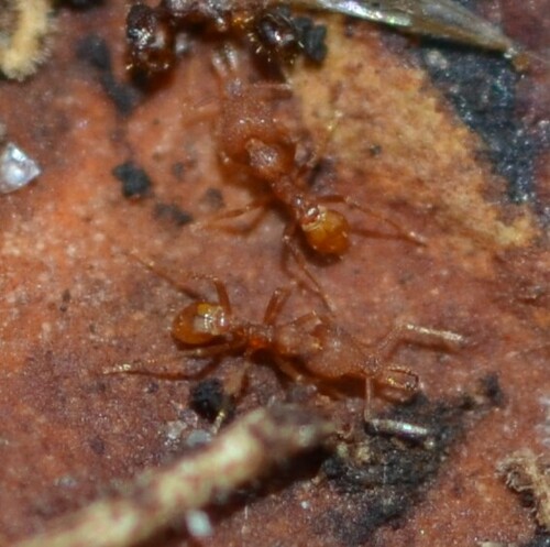 Roger's Pygmy Snapping Ant