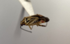 Polymerus