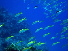 Mulloidichthys vanicolensis