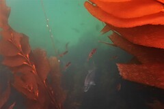 Notolabrus celidotus