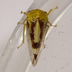 Atymna helena