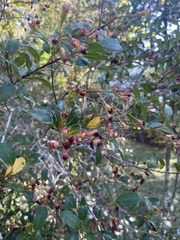Syzygium australe