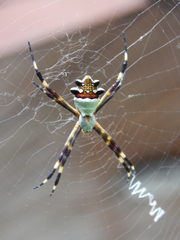 Argiope argentata