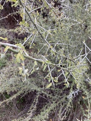 Sarcomphalus obtusifolius