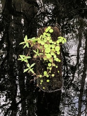 Hydrocotyle verticillata
