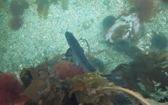 Latridopsis ciliaris