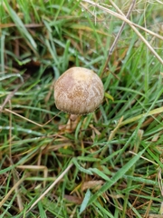 Protostropharia semiglobata