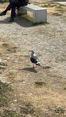 Leucophaeus scoresbii