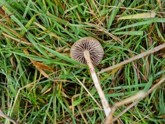 Protostropharia semiglobata