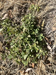 Melilotus officinalis