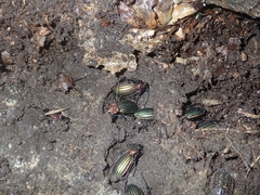 Carabus lineatus lateralis