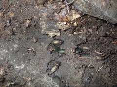 Carabus lineatus lateralis