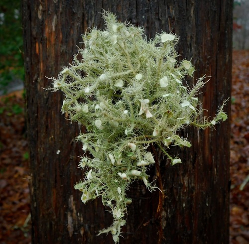 Bushy beard lichen