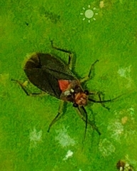 Miridae