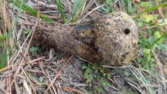 Pisolithus